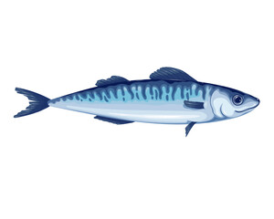 Obraz premium Mackerel vector illustration. Cartoon isolated fresh raw saury or scomber fish, sea or ocean underwater animal and fishing industry product, mackerel fish for mediterranean diet and healthy nutrition