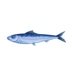 Sardine, sea or ocean fish and seafood vector illustration. Cartoon isolated whole underwater small marine animal, raw fishing product for cooking fresh traditional food of Mediterranean cuisine