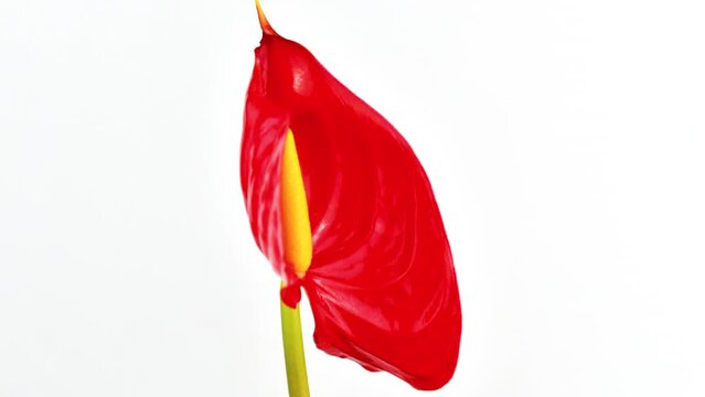 Time-lapse of anthurium flower