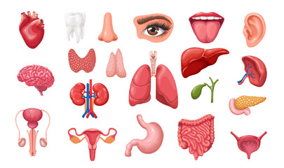 Anatomy of human body set vector illustration. Cartoon isolated healthy internal organs of digestive, urinary, male and female reproductive system, sense organs and brain in medical collection - obrazy, fototapety, plakaty