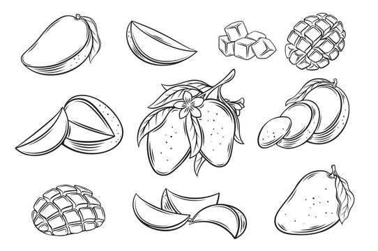 Mango set outline icon vector illustration. Hand drawn line whole tropical fruit and cut into half and slices, cubic pieces and segments of ripe mango, organic tree branch with leaf and flower