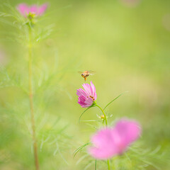 Autumn flowers, the day I stopped by the cosmos field.