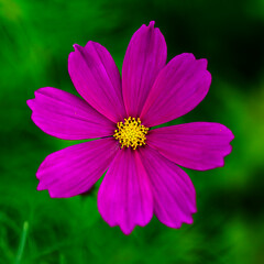 Fototapeta premium Autumn flowers, the day I stopped by the cosmos field.
