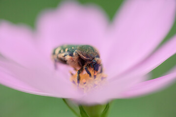 Autumn flowers, the day I stopped by the cosmos field.