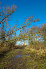 Landscape of Dutch Biesbosch National Park in wintertime
