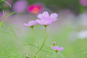 Fototapeta premium Autumn flowers, the day I stopped by the cosmos field.