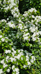 Blossom of Hawthorn (Crataegus monogyna)