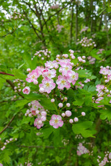 Pink blossom of Hawthorn (Crataegus monogyna)