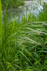 Fototapeta premium Flowering grass Barren brome (Anisanthe sterilis)