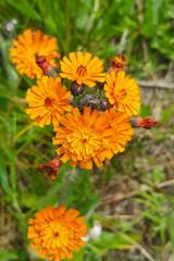 Flowers of Orange hawkweed (Pilosella aurantiaca)