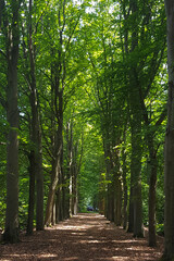 Avenue with Beech trees