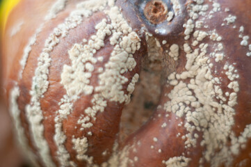 Rotten quince apple on the fruit tree, Monilia laxa infestation, plant disease