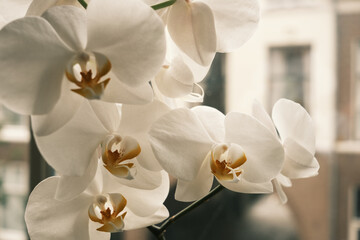 Naklejka na ściany i meble White orchid 