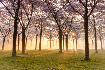 morning sunrise in the blossom park