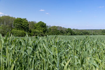 An agricultural field where green cereals grow