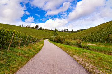 Fototapeta na wymiar Road among vineyards