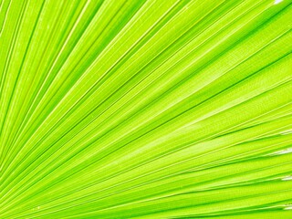 Obraz premium green leaf texture,Nature of green leaf in garden,Natural green leaves plants using as spring background or greenery wallpaper
