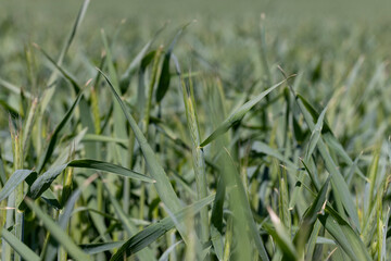 An agricultural field where green cereals grow