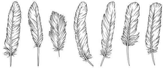 Png feathers collection. Hand drawn isolated on white background set. Vintage art illustration
