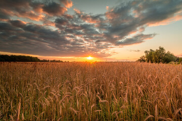 sunset over field