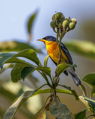 A small and colorful songbird perched on a tree branch on a sunny day