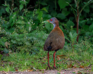 A red-eyed bird scanning the forest's surroundings
