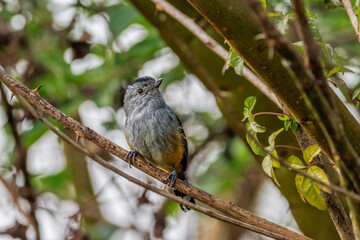 A small bird from the deep of the rainforest