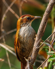 A bird with creamy-colored eyebrows perched on a tree branch