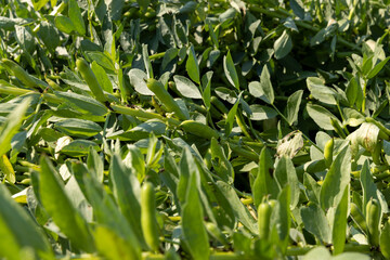 Green beans in sunny windy weather