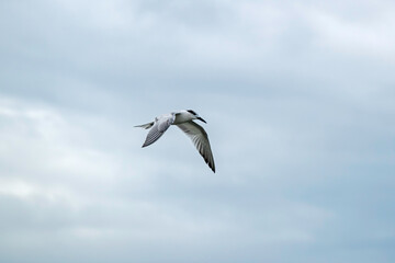 Fototapeta na wymiar Common Tern, a seabird in the family Laridae, flying in a cloudy sky.