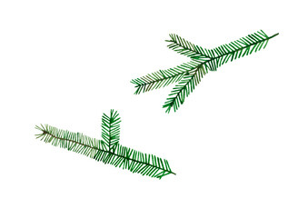 Waterclor hand drawn illustration of spruce Christmas tree branches. Isolated on transparent background. Fir, Conifer, Pine.