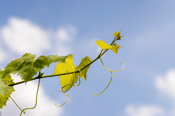 Obraz premium Green foliage of grapes in sunny windy weather