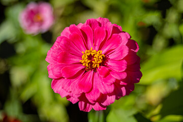 Red Zinnia Flower Closeup Look Like A Giant Violet Queen Shining Under Sunlight