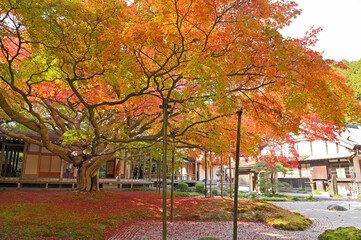 Naklejka premium 雷山千如寺大悲王院の大カエデ