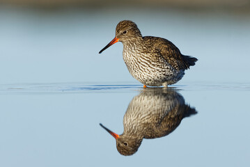 Common redshank or redshank (Tringa totanus) searching for food in the wetlands in deep water with reflection.