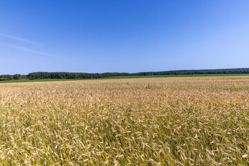 Naklejka premium An agricultural field where wheat is grown