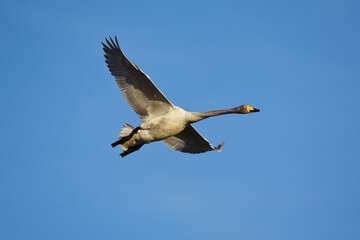 Whooper swan (Cygnus cygnus) flying in the sky.