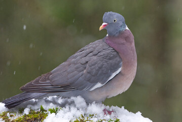 Common wood pigeon (Columba palumbus) sitting on a snowy rock in the forest in snowfall in early spring.
