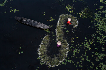 Workers with  flowers. Waterlily harvest from aerial top down view. Women in traditional clothes...