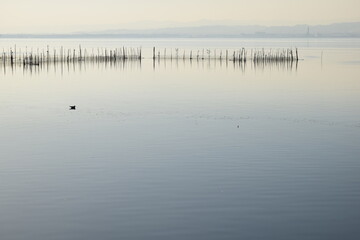 Lagoon with sticks and birds in sight, tradicional fishing in the lagoon os Valencia. Spain