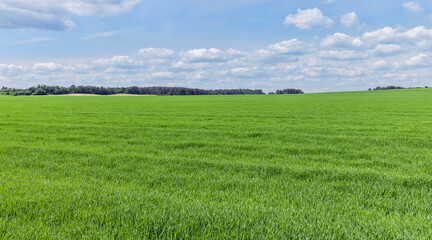 Obraz premium An agricultural field where green cereals grow