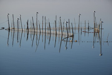 Fototapeta premium Lagoon with sticks and birds in sight, tradicional fishing in the lagoon os Valencia. Spain