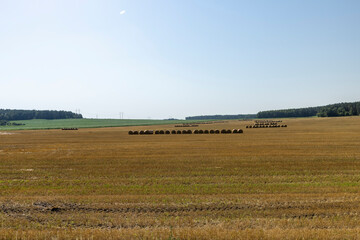 Obraz premium Straw stacks lying in the field after harvesting cereals