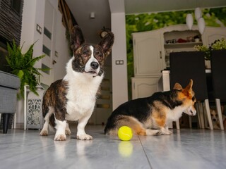 Pieski rasy corgi w domowym zaciszu © Michal45