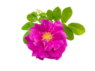 Pink rosa rugosa with leaves isolated transparent png
