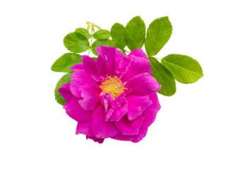 Pink rosa rugosa with leaves isolated transparent png