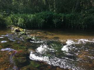 river in the forest