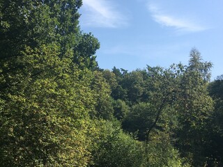 Obraz premium trees and sky