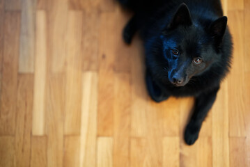 Cute young Schipperke puppy is resting at home.