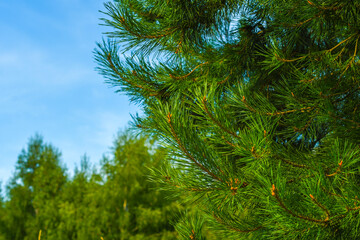 Close-up of a spruce branch in a summer forest. Bright needles of a coniferous plant.